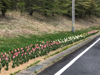 チューリップ１