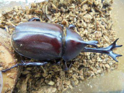 希少レア　2009 夏のポスト型はがき＋芦屋郵便局　クワガタ　カブトムシ サマーカード - ちょっと変わったポストカード