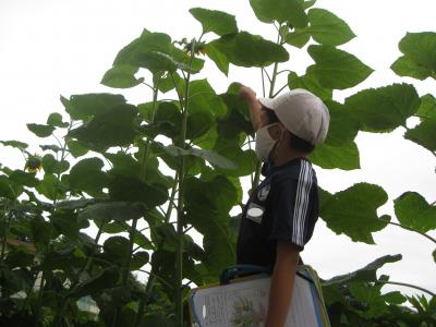 himawarirtoseikurabe1