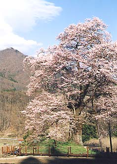 秋山の駒ザクラの写真