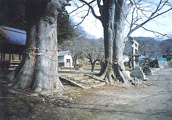 春日神社の写真