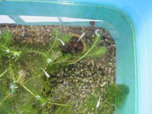 メダカの赤ちゃん２