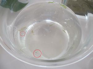 メダカの赤ちゃん３