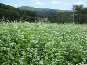そばの花２