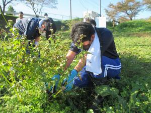 宇宙そば刈り取り２