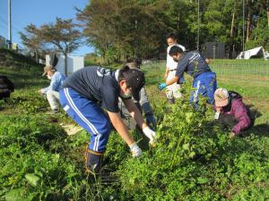 宇宙そば刈り取り３