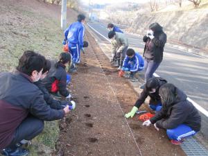 チューリップ球根植え１