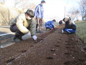 チューリップ球根植え２