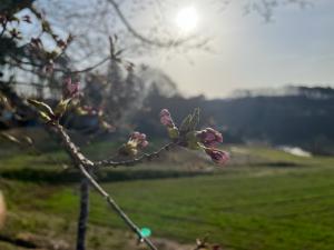 桜のつぼみ