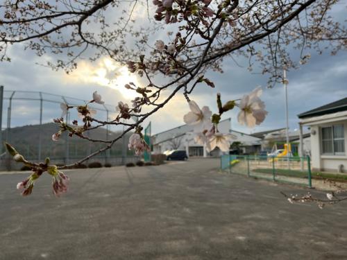 開花１