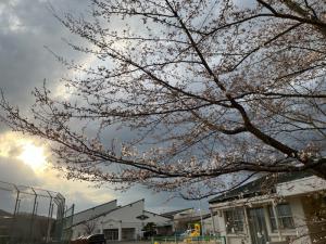 開花２