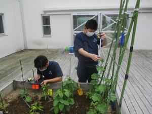野菜