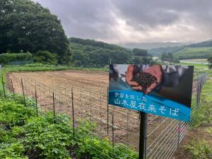 そばの芽１