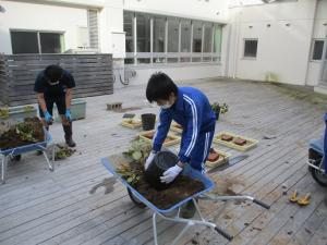 サツマイモ収穫１