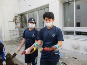 サツマイモ収穫４
