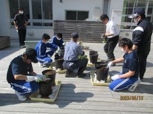苗植え