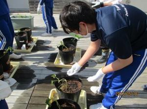 苗植え２