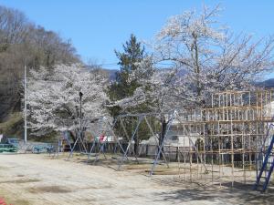 桜