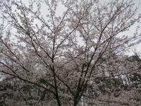 山木屋
