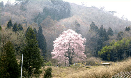 秋山の駒ザクラの写真