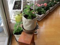 山木屋