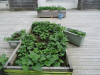 山木屋