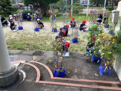 朝顔を観察する1年生
