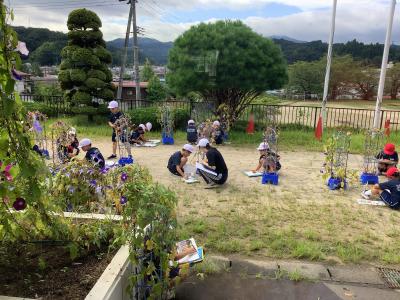 朝顔を観察する1年生2