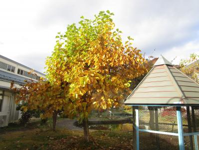 学校