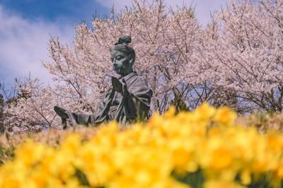 中央公園の桜の写真