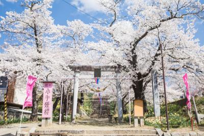 機織神社の小手姫桜