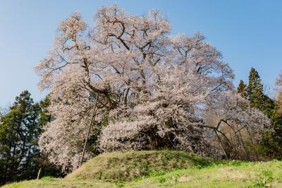 秋山の駒ザクラ