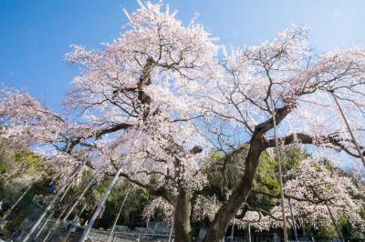 常泉寺のシダレザクラ
