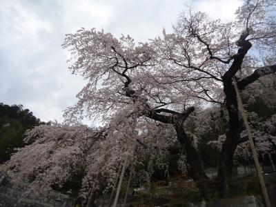 開花状況