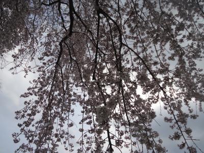 開花状況