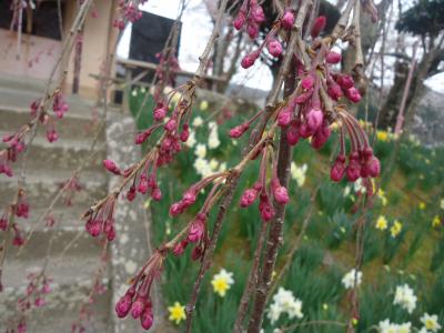 開花状況