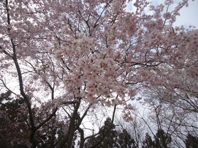 開花状況