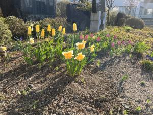 花壇の花