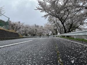 桜の花びら