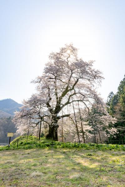 秋山の駒ザクラ