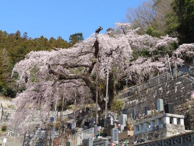 常泉寺のシダレザクラ