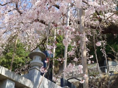 常泉寺のシダレザクラ（枝葉）