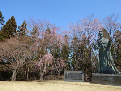 川俣中央公園の桜