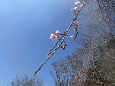 川俣中央公園の桜（枝葉）