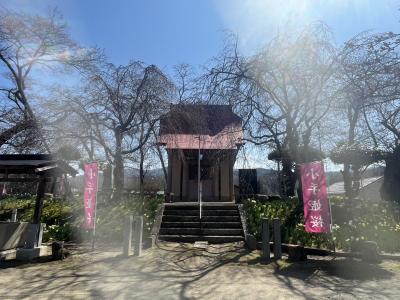 機織神社の小手姫桜