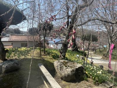 機織神社の小手姫桜