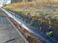 沿道のチューリップ