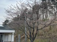 桜の木