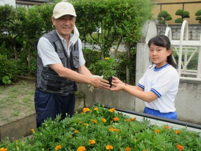 花の苗